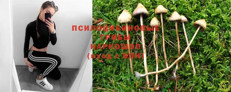 Галлюциногенные грибы Cubensis  OMG зеркало  Кызыл  наркошоп 